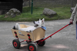 Keona im Bollerwagen